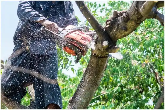 tree services Byron